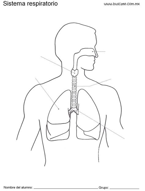 Dibujo De Sistema Respiratorio Tesama