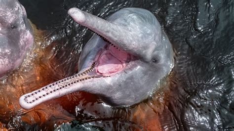 Meet The Man Saving The Amazons Endangered Pink River Dolphins