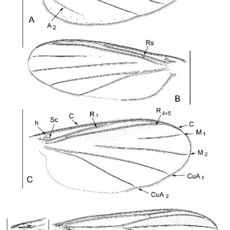 Manota Bruneiensis Sp N Holotype A Antennal Flagellomere 4