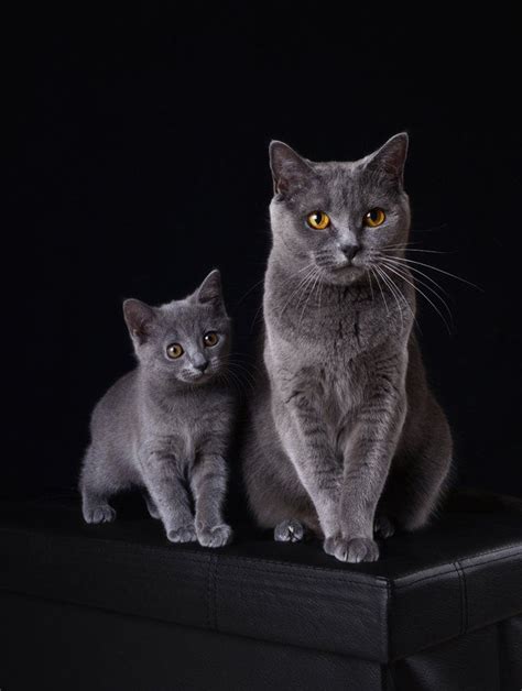 Chartreux Cat Breed Information Pictures Characteristics
