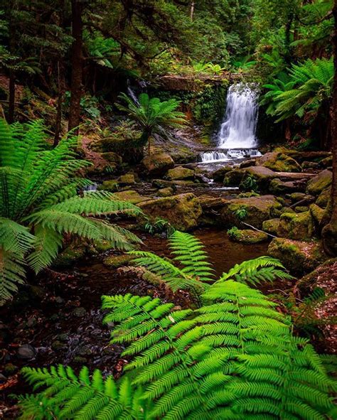 Follow The Ferns To The Deep Jungle Find The Waterfalls Tasmania