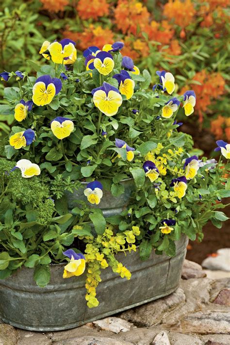 22 Ways To Use Pansies And Violas In Containers Container Gardening