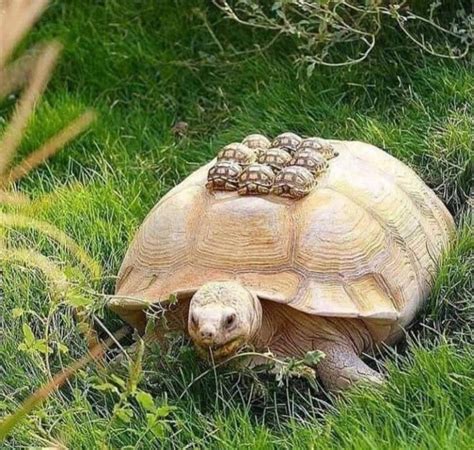 Psbattle Turtle Carrier Rphotoshopbattles