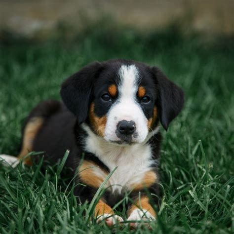 Entlebucher Mountain Dog Puppies For Sale Greenfield Puppies