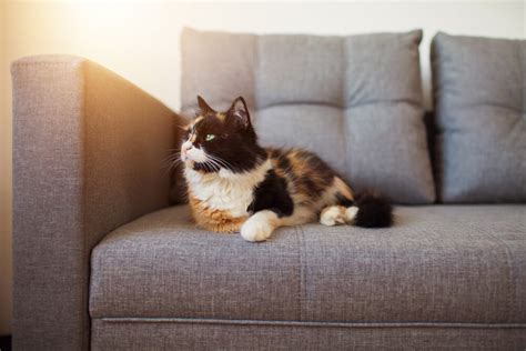 I wanted to tell you that your leather sofa can be repairing by you with leather paint or fabric paint. How To Stop Your Cat From Scratching the Sofa