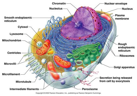 Biochemistry Lecture