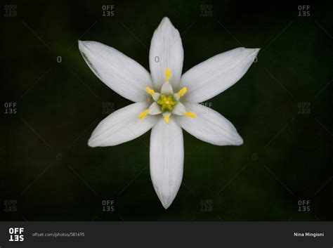 Six Petal Flower With Yellow Center Stock Photo Offset