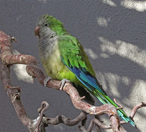 Pictures And Information On Monk Parakeet