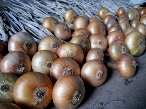 Record Breaking Exports Of Onions From Uzbekistan To Turkmenistan In