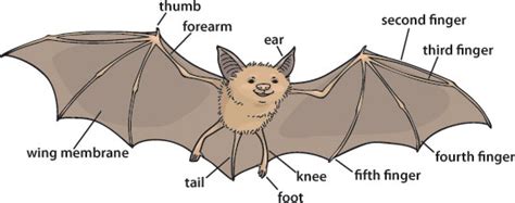 Batty About Bats P O Life