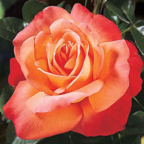 We Are Very Proud Of Our Large Selection Of Hybrid Teas And Will Continue To Bring You New And