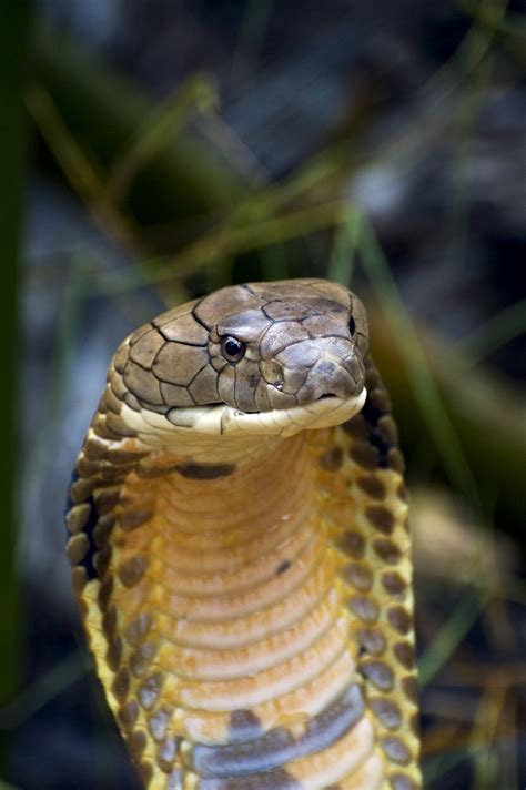 Cobras Naja Cobra Royal Cobra Cracheur Serpents Mortels Pratiquefr