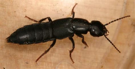 Black Rove Beetle The Backyard Arthropod Project
