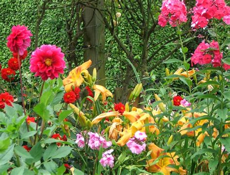 Free Download Nature Flowers Garden Flowers Zinnia Ciniya At Their