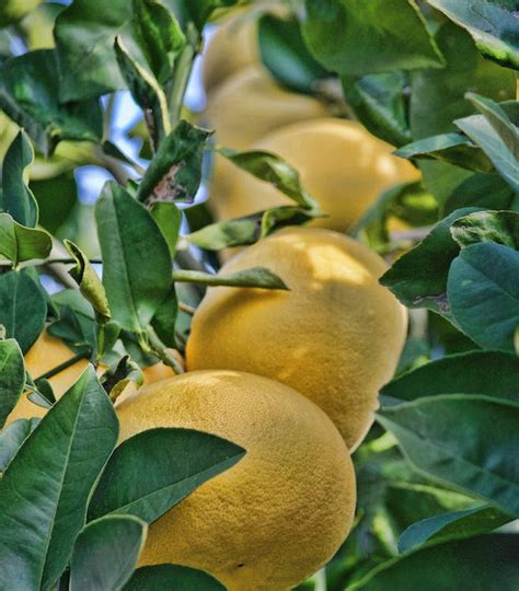 Yellow Fruits · Free Stock Photo