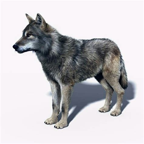 Canis Dirus Dire Wolf Dire Wolf Extinct Animals Ice Age Canis