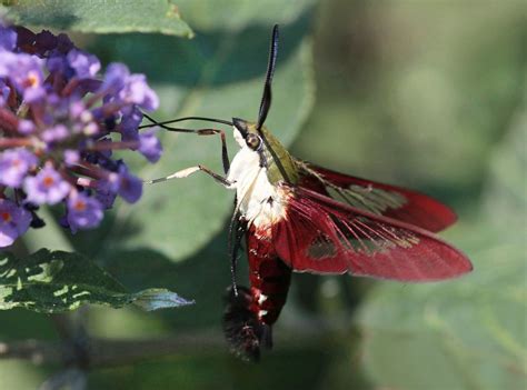 Hummingbird Clearwing Moth Moth Beautiful Butterfly Photography