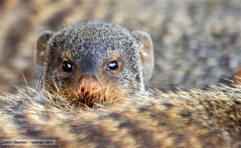 121 Best Mangoest Familie Herpestidae Images On Pinterest Mongoose