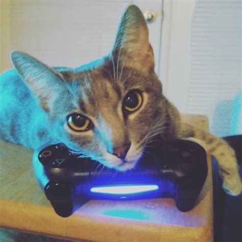 My Cat Loves Laying On Controllers Gaming