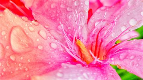 Free Stock Photo Of Flower Nature Raindrops