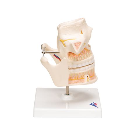 Anatomical Teaching Models Plastic Human Dental Models Adult