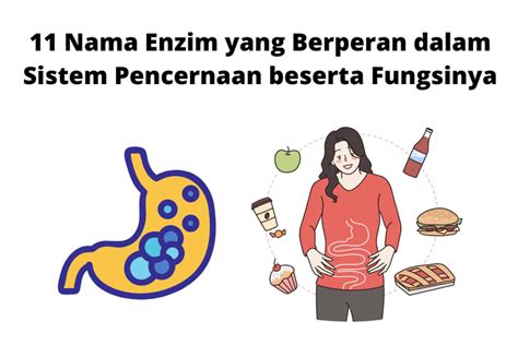 Foto Nama Enzim Yang Berperan Dalam Sistem Pencernaan Beserta Fungsinya