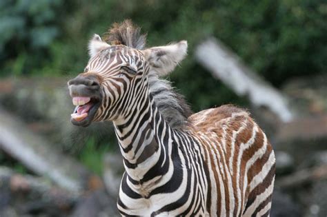 Cute Baby Zebra Zebras