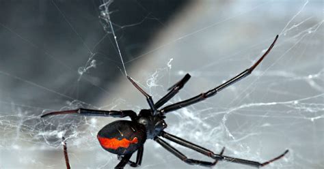 Spider Bites Unlucky Australian Mans Penis For The Second Time Thrillist