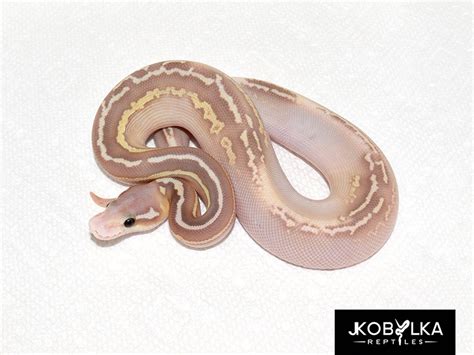 Black Pastel Butter Coral Glow Pastel Morph List World Of Ball Pythons