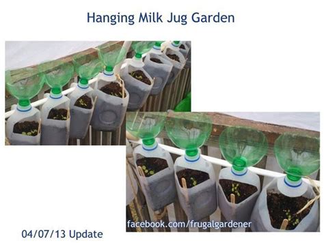 How much milk does a goat produce? Pin on Garden - Veggies