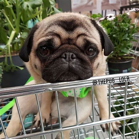 Me 5 Minutes Into Shopping Every Single Time Photo By Thepuglola