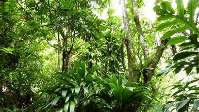 Rainforest Forest Background Rain Backgrounds Dominican Tropical