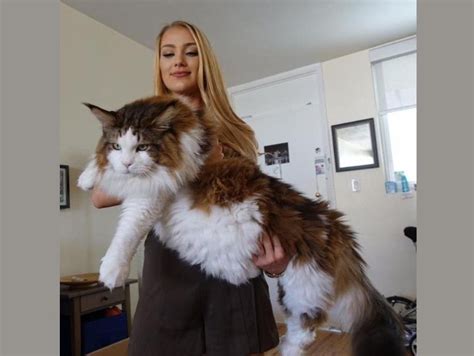 Samson El Gato Más Grande De Nueva York Que Pesa Casi 13 Kilos Y Mide