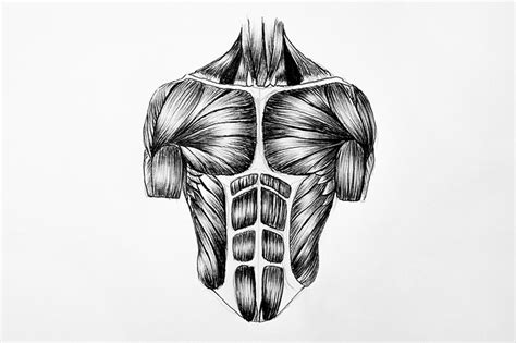 How To Draw Muscles Learn How To Create Your Own Muscle Sketch 2023