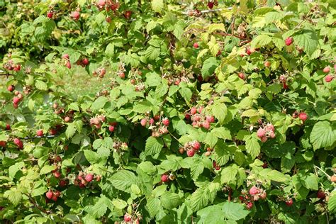 How To Plant Raspberry Bushes Youtube