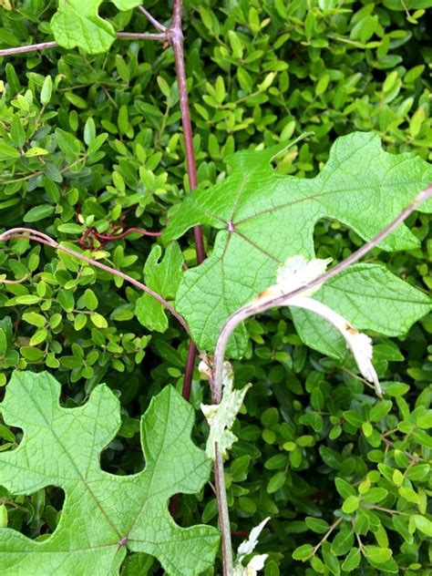 Central Texas Invasive Vine Ask An Expert