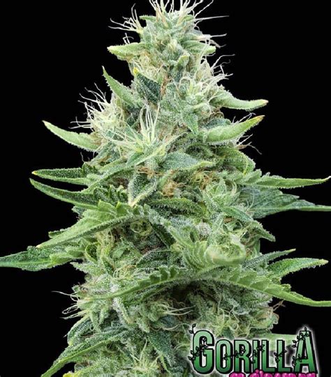 Buy Gorilla Candy From Eva Seeds Oaseeds