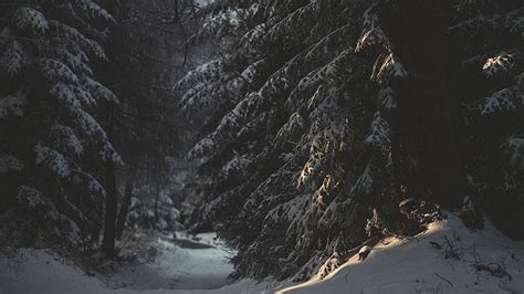 Hd Wallpaper Pinetrees Wallpaper Snow Forest Nature Winter Cold