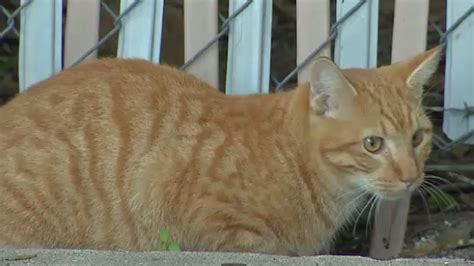 Many feral cats are born in the wild, and others have been abandoned by their owners or have become consult with your veterinarian or local animal control if you are uncomfortable with trapping and handling a feral cat. Grant aims to control 60,000 feral cats in Osceola County