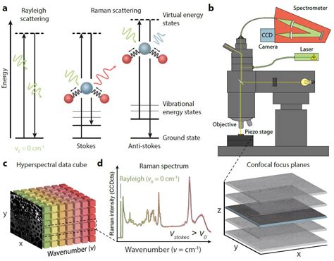 Raman Microscopy On Plants Wiley Analytical Science