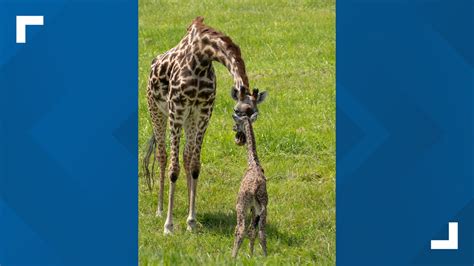 Baby Giraffe Born At The Wilds