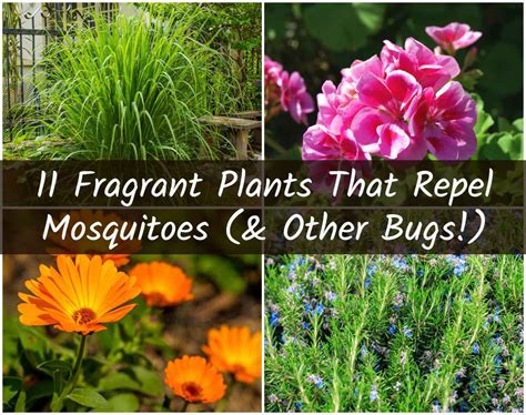 11 Fragrant Plants That Repel Mosquitoes Just Health Care Tips