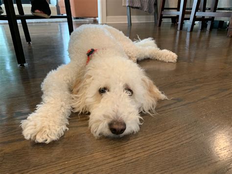 Tips To Stop A Goldendoodle From Resource Guarding His Bed Dog Gone