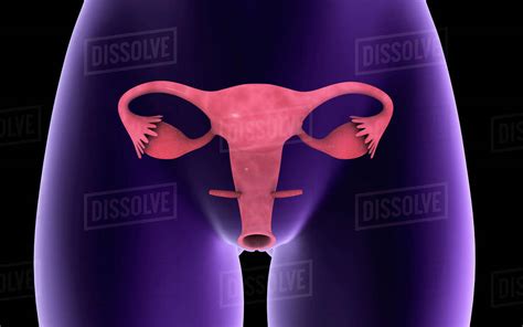 Female Reproductive Organ X Ray View Stock Photo Dissolve