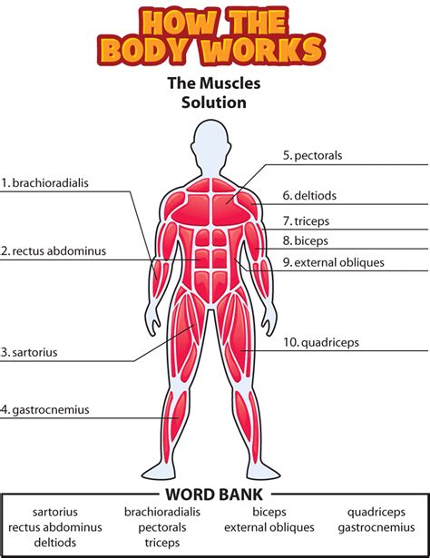 This section explores the different types of muscles in our body and their involvement in sporting activities. HTBW muscles solution png | Human body activities, Human body science, Human body lesson