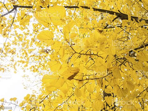 Autumn Maple Tree Stock Photo Download Image Now Autumn Branch