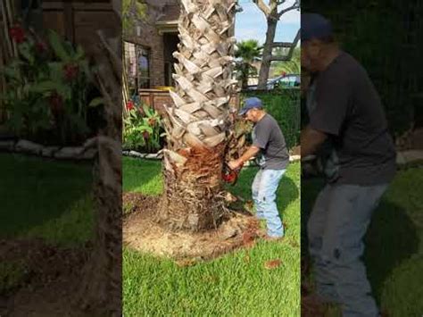 Palm trees are very heavy and can damage nearby structures, so consider compare your photo to the pictures to figure out what kind of palm tree you have. Cutting Down Dead Palm Tree - YouTube
