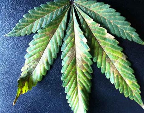 If you're seeing this deficiency, your plants are most likely are asking for more food. Fix the Phosphorus Deficiency in your Marijuana Plants!