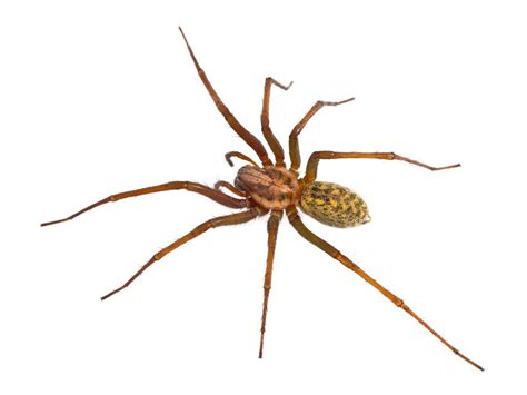 Are Hobo Spiders Dangerous Valuable Facts To Know About Utahs Hobo Spider