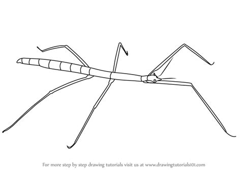 Learn How To Draw A Stick Insect Insects Step By Step Drawing Tutorials